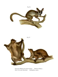 Galago, 1860